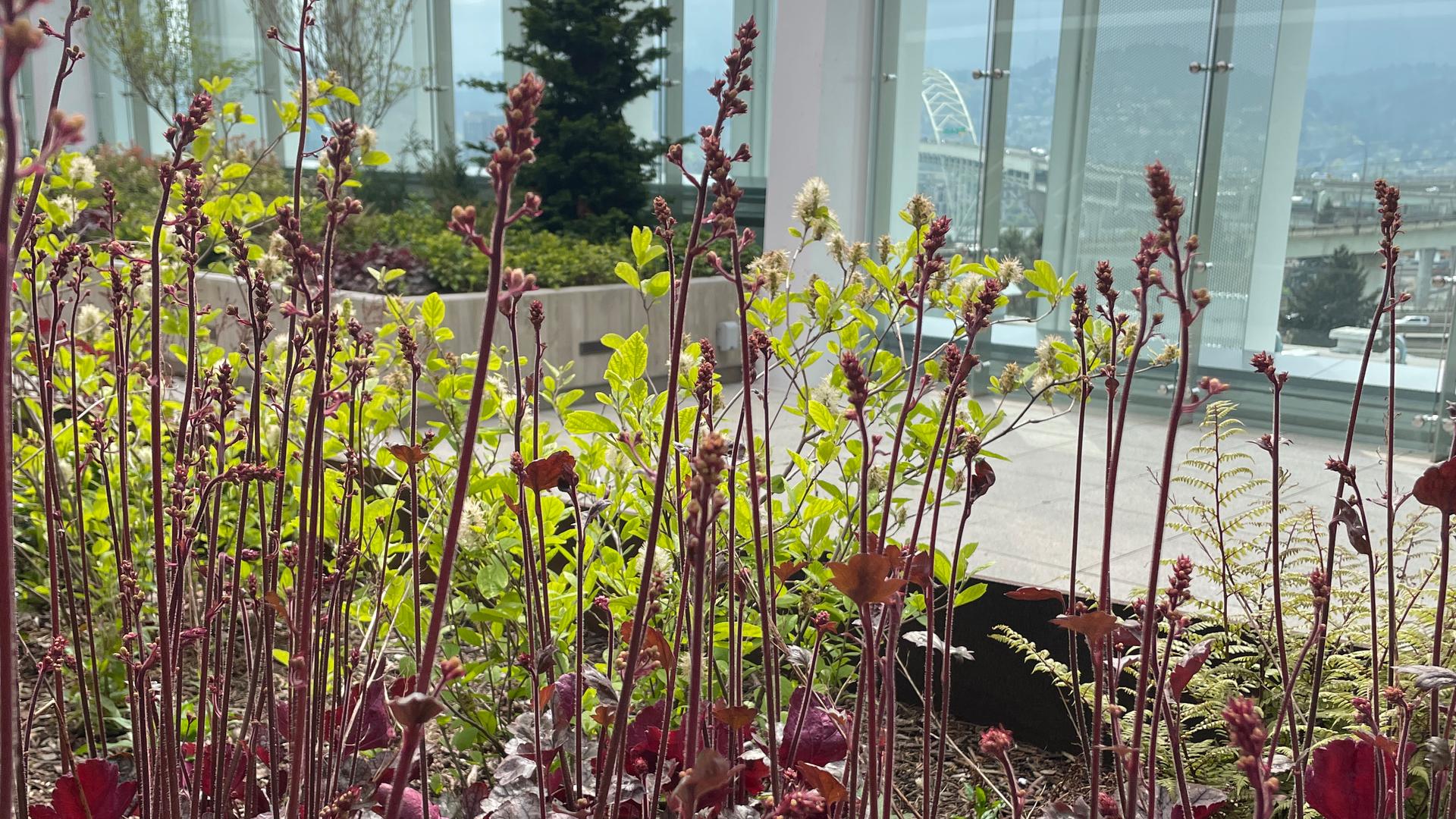 Close-up of plants in raised planters in the therapeutic garden.
